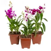Orquídea Denphalaen Mini Pote 12 Quadrado